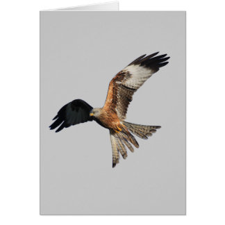Cometa roja - milvus de Milvus