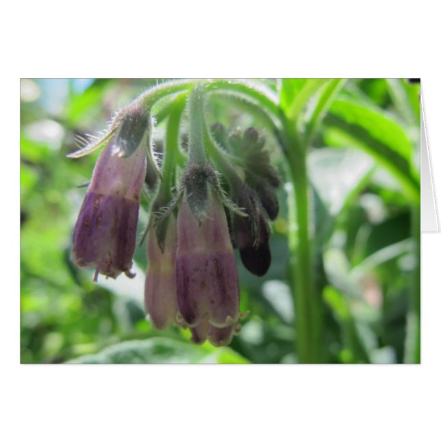 Comfrey Flowers (Anverso (Horizontal))