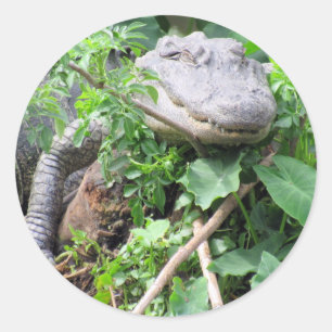 Comfy Gator Pegatinas