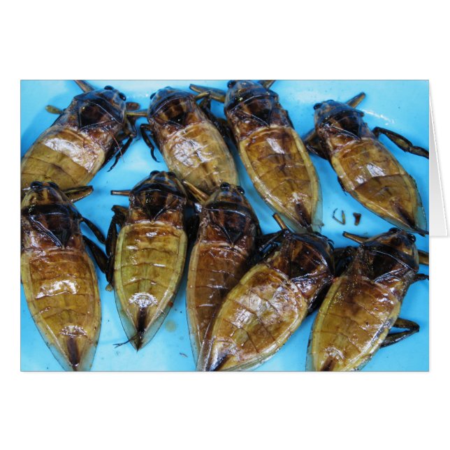 Comida asiática gigante frita del insecto de agua (Anverso (Horizontal))