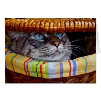 Comida campestre del gato