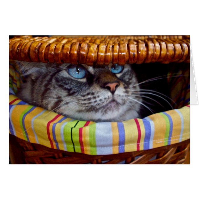 Comida campestre del gato (Anverso (Horizontal))