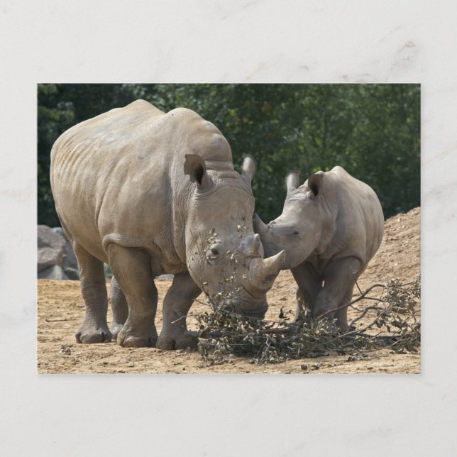 Comida con postal de Mamá (Anverso)