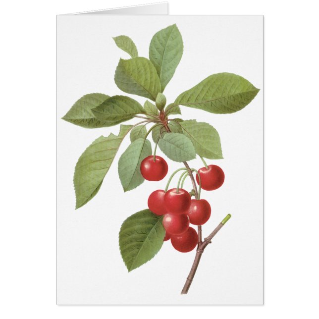 Comida de cerezo de fruta de época, cerezas por re (Frente)