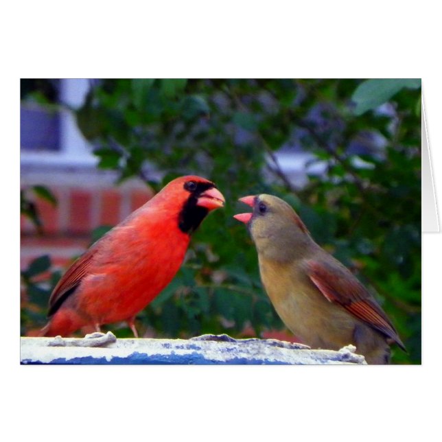 Comida de parejas cardinales (Anverso (Horizontal))