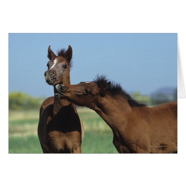 Comidas Jugando 2 (Anverso (Horizontal))
