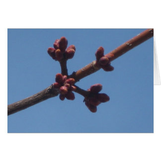 Comienza a surgir la primavera