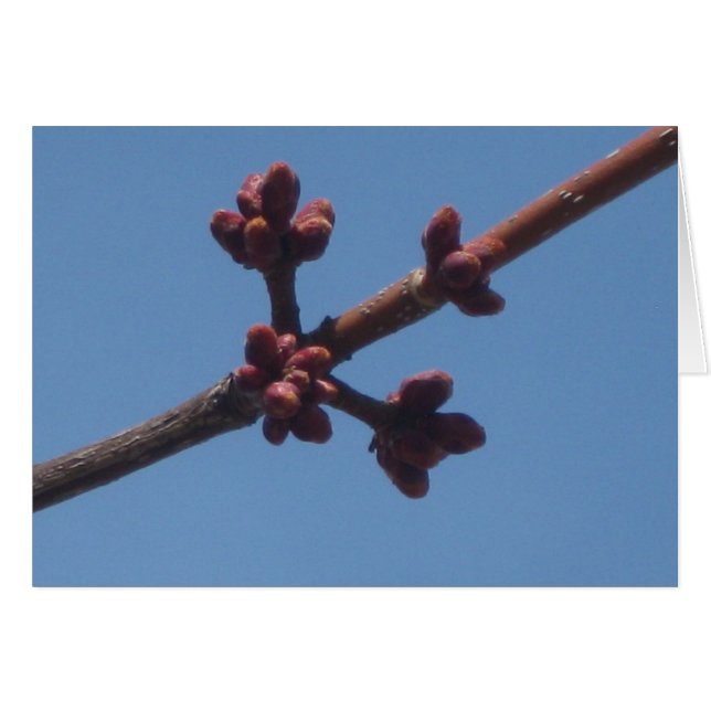 Comienza a surgir la primavera (Anverso (Horizontal))
