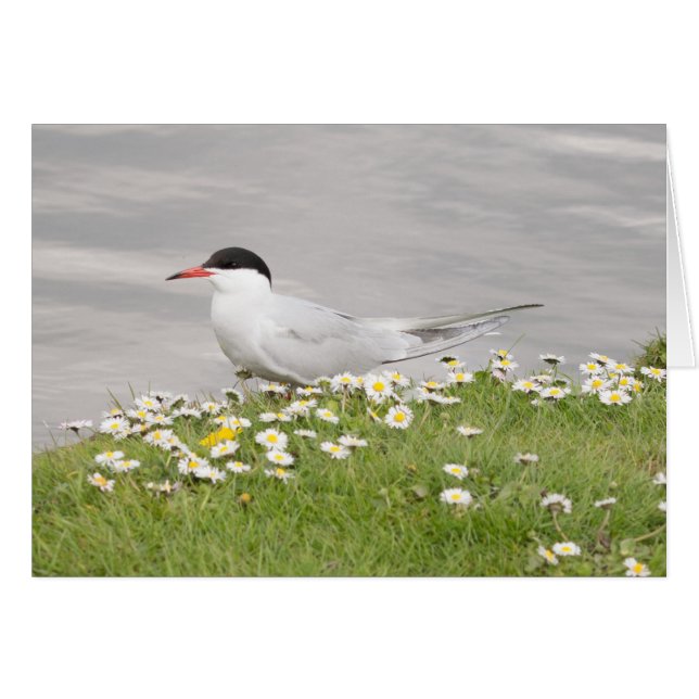 Common Tern (Anverso (Horizontal))