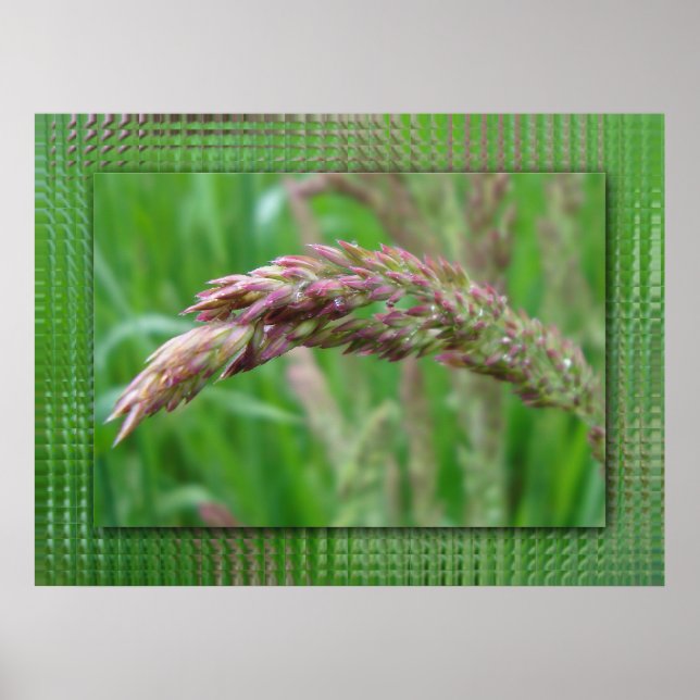 Cómo crece la impresión de hierba (Frente)