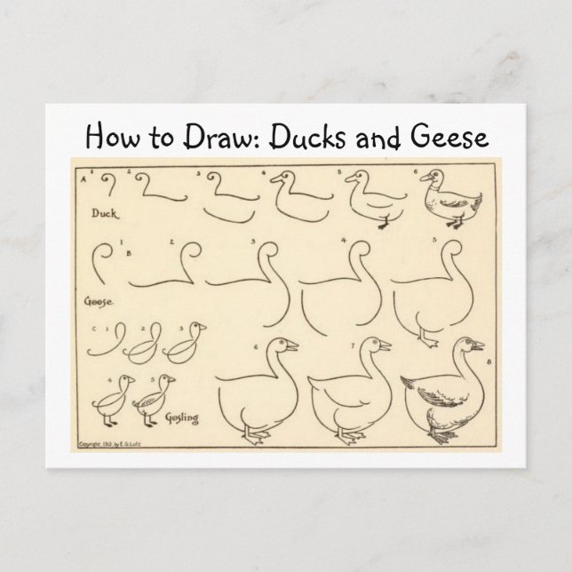 Cómo dibujar una postal de época de pato y ganso (Anverso)
