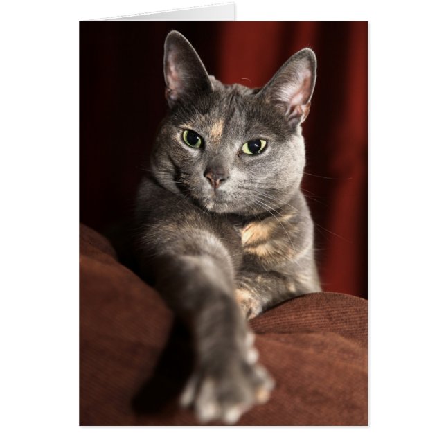 ¿Cómo has estado? (Frente)