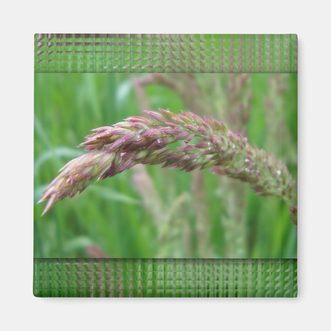 Cómo la hierba crece el imán (Frente)