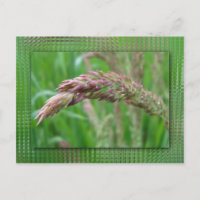 Cómo la hierba se vuelve postal