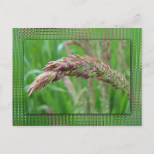 Cómo la hierba se vuelve postal