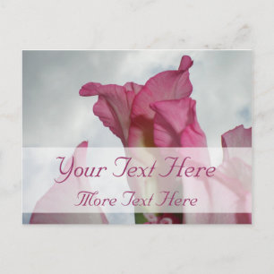 Como la tarjeta postal de Gladiolus rosa cristal