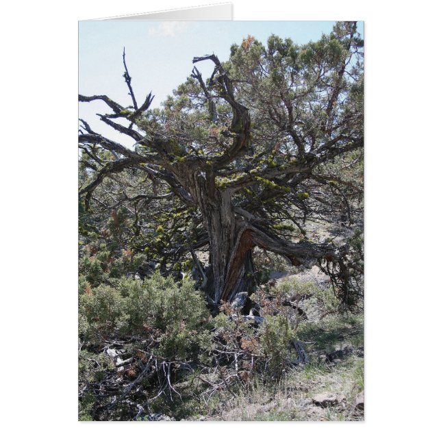 Cómo llegar (Frente)