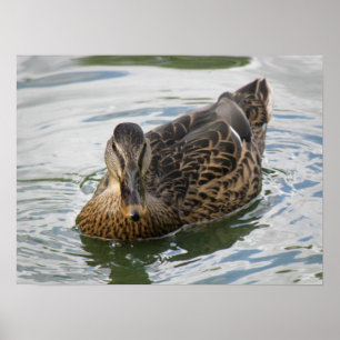 Como un pato para la impresión de agua