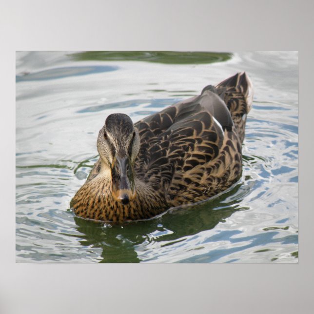 Como un pato para la impresión de agua (Frente)