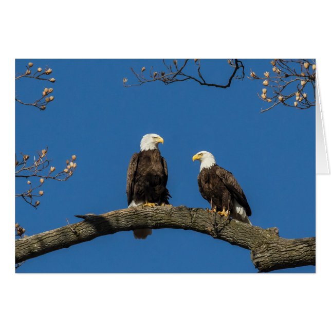 Cómodo a tu alrededor (Anverso (Horizontal))
