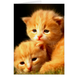 Compañeros de almádena