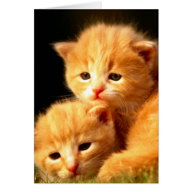 Compañeros de almádena (Frente)