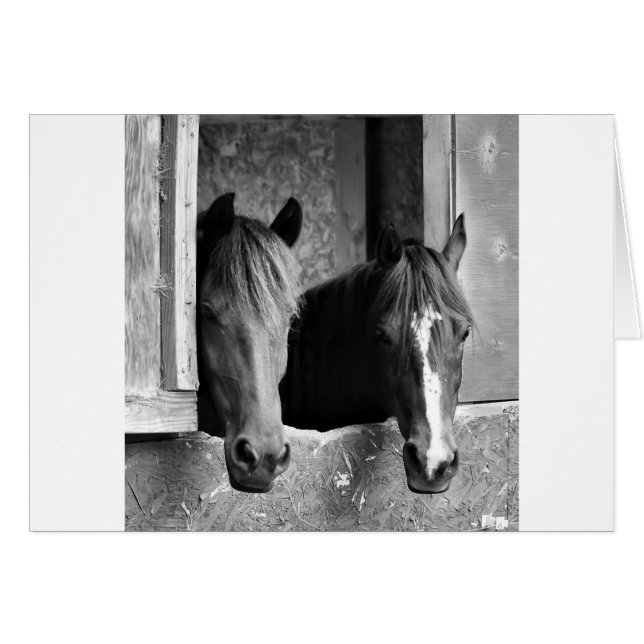 Compañeros estables (Anverso (Horizontal))