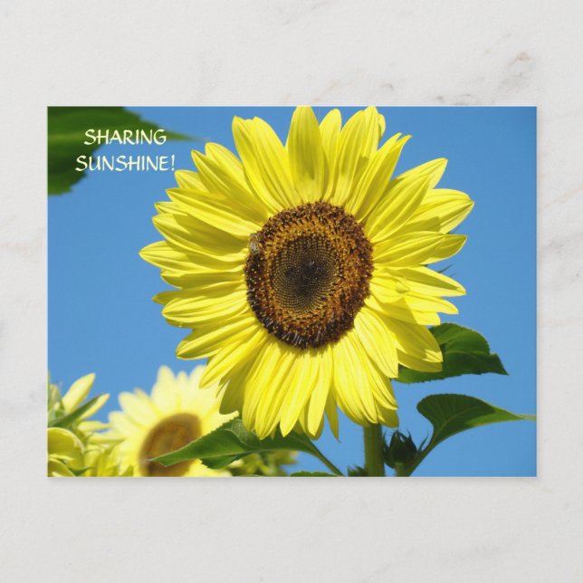 COMPARTIENDO SOL Tarjetas Postales de Girasoles Gi (Anverso)