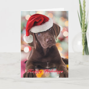 Cómplice de Chocolate Lab con tarjeta Santa Hat