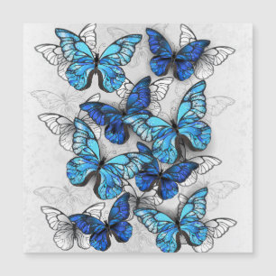 Composición de las mariposas blancas y azules