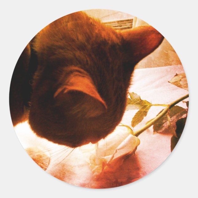 Comprobando los Pegatinas de gatos (Anverso)