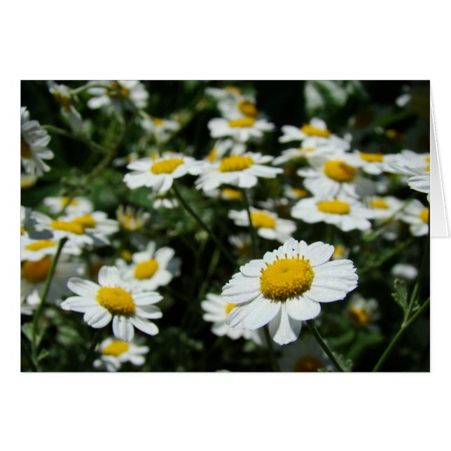 Concentre (Anverso (Horizontal))