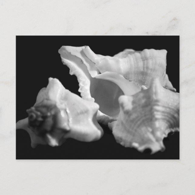 Conch en postal en blanco y negro (Anverso)