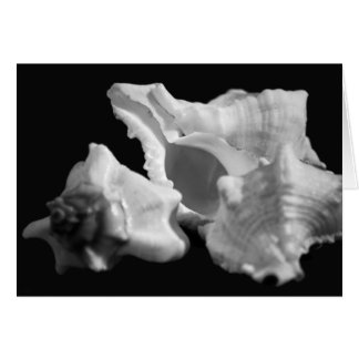 Conch en tarjeta blanca y negra