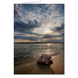 Conch Shell En La Playa St. Augustine, Fl