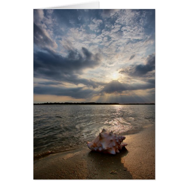 Conch Shell En La Playa | St. Augustine, Fl (Frente)