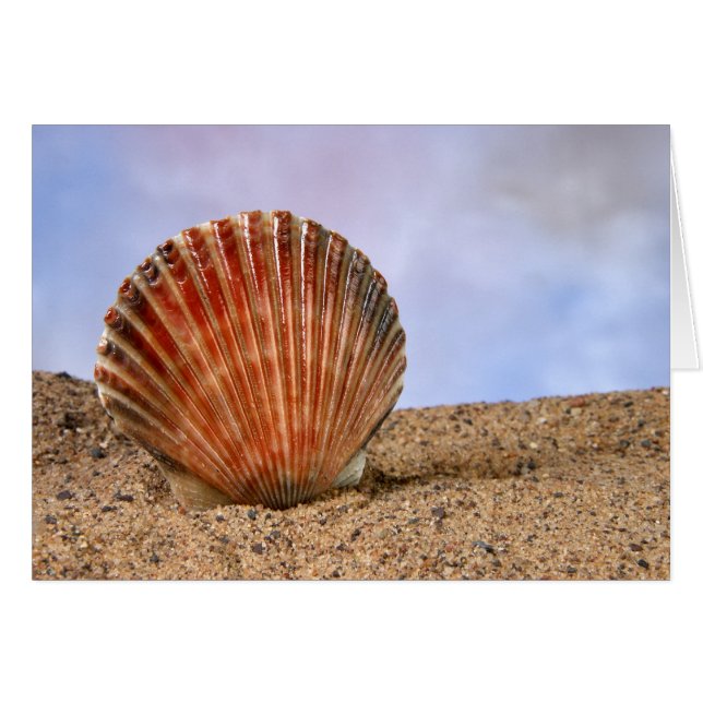 Concha de clavija (Anverso (Horizontal))