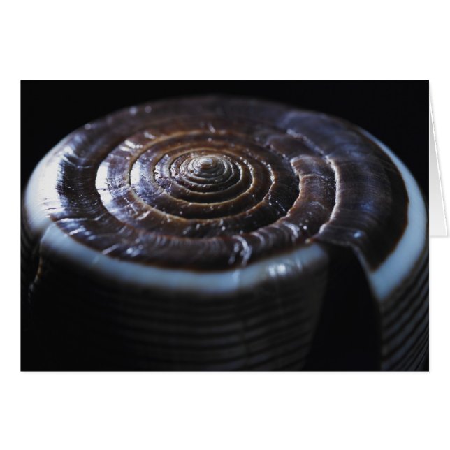 Concha de cono (Anverso (Horizontal))