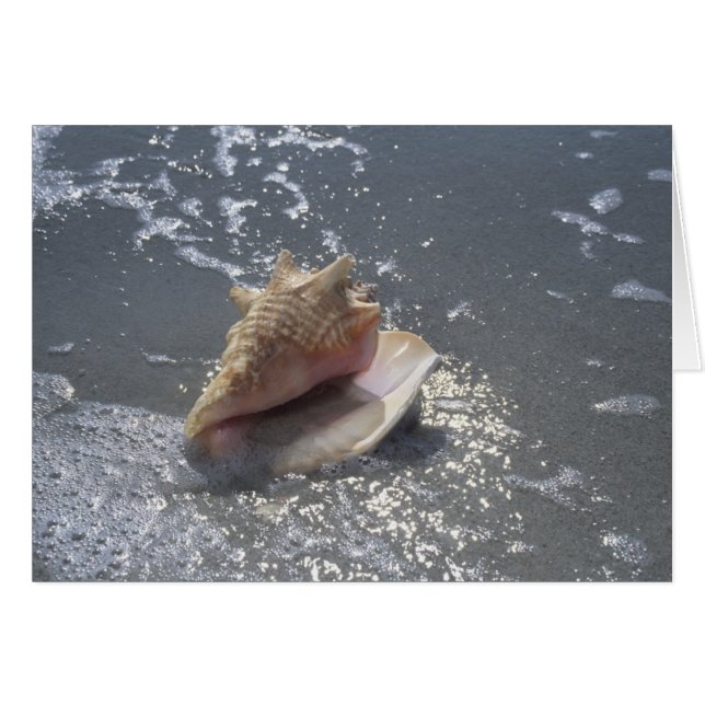Concha De Mar En La Playa | Isla Sanibel, Florida (Anverso (Horizontal))