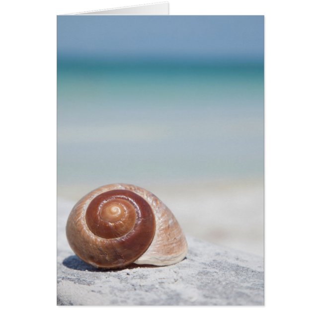 Concha De Mar En La Playa | San Petersburgo, Fl (Frente)