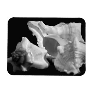 Concha en imán de vinilo blanco y negro