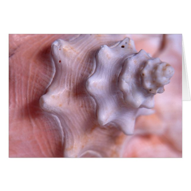 Concha que tuerce en espiral (Anverso (Horizontal))