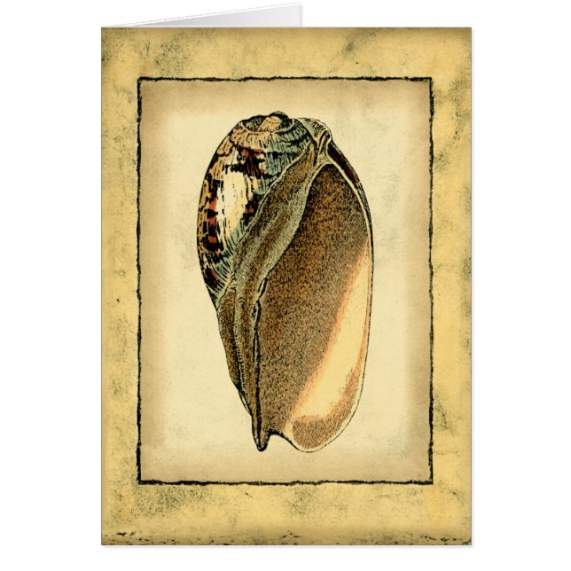 Concha Rustica Vintage (Frente)