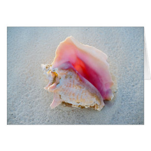 Concha Shell de la reina en la playa de Bahamas