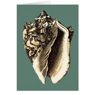 Concha verde azulada