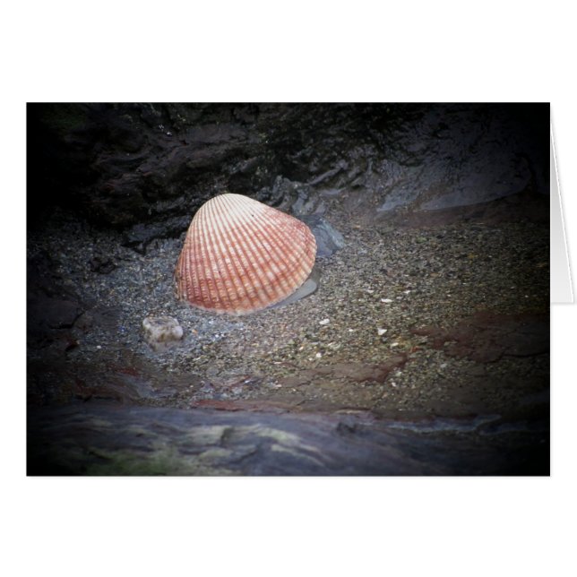 Concha y arena (Anverso (Horizontal))