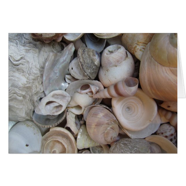 Conchas (Anverso (Horizontal))