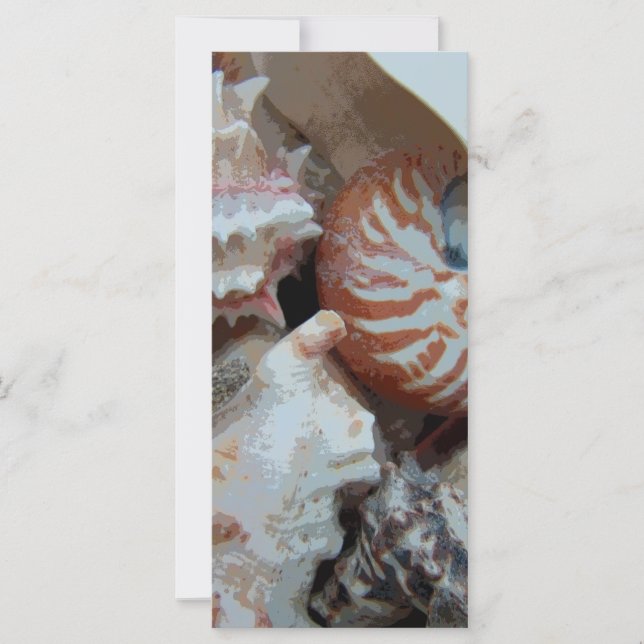 conchas de Florida Beach (Anverso)