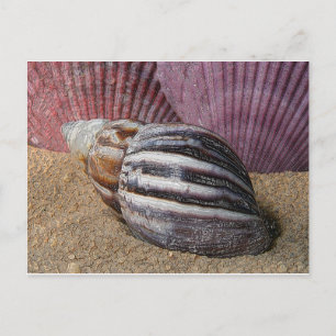 Conchas en la postal de arena