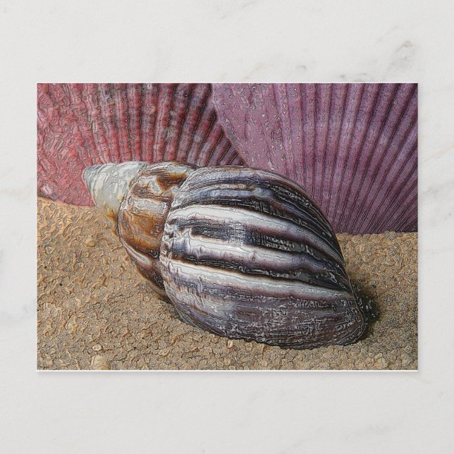 Conchas en la tarjeta postal de arena (Anverso)